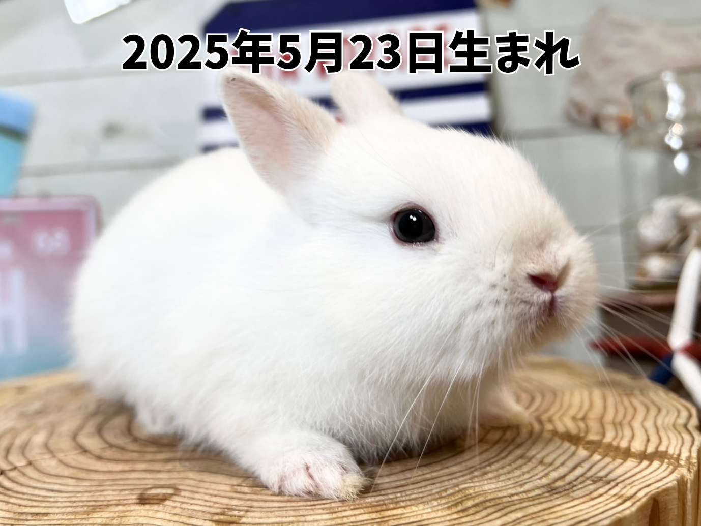 札幌 うさぎ専門店 | モンラパン（mon Lapin）